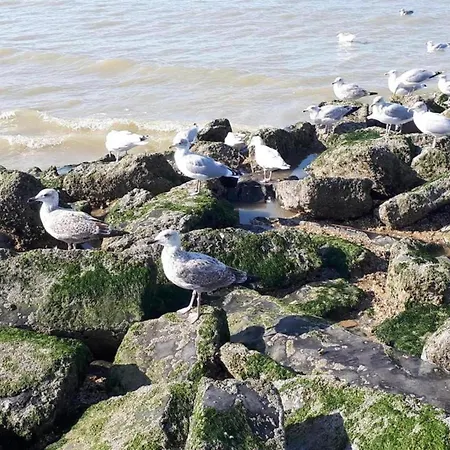 Near Dunes In Koksijde, Cleaning Included Apartment *